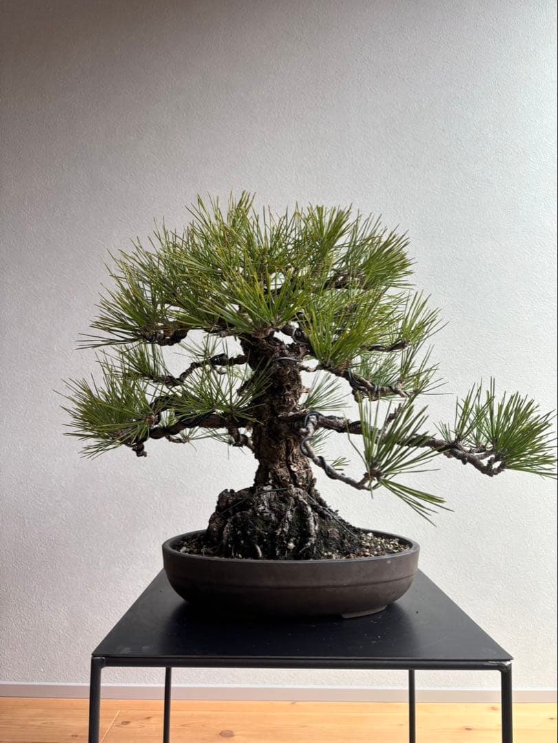 黒松　盆栽　中品　激古　模様木　足元18㎝