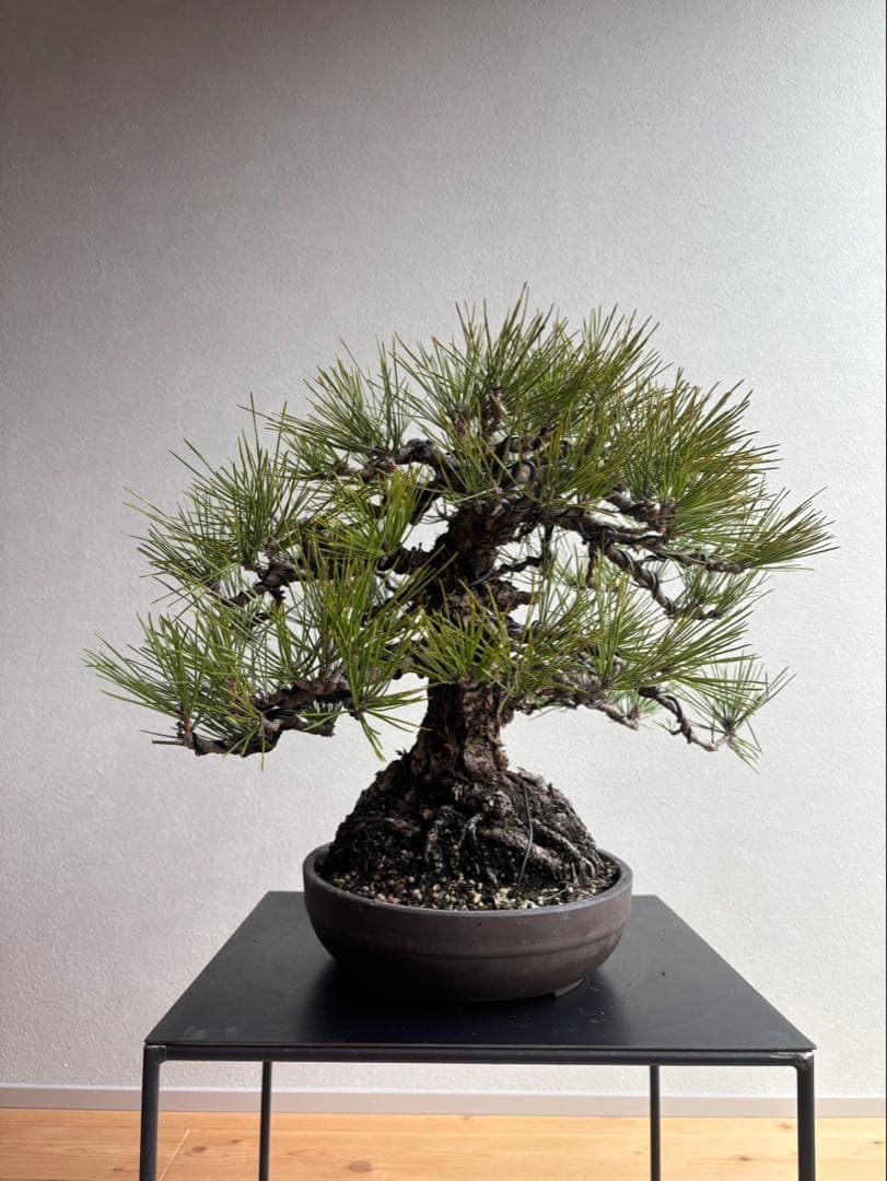 黒松　盆栽　中品　激古　模様木　足元18㎝