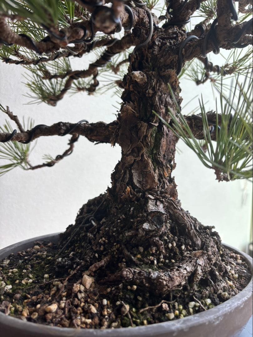 黒松　盆栽　中品　激古　模様木　足元18㎝