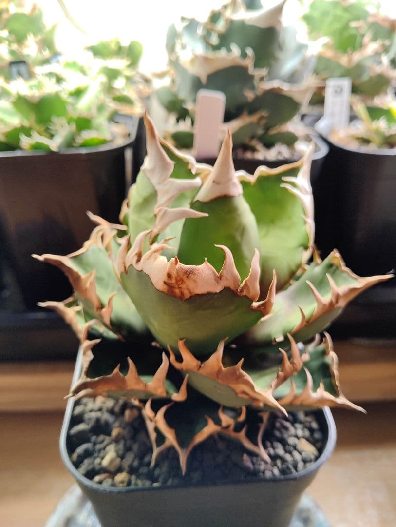 アガベ チタノタ ゴリ猫 レッドキャットウィーズル 親株