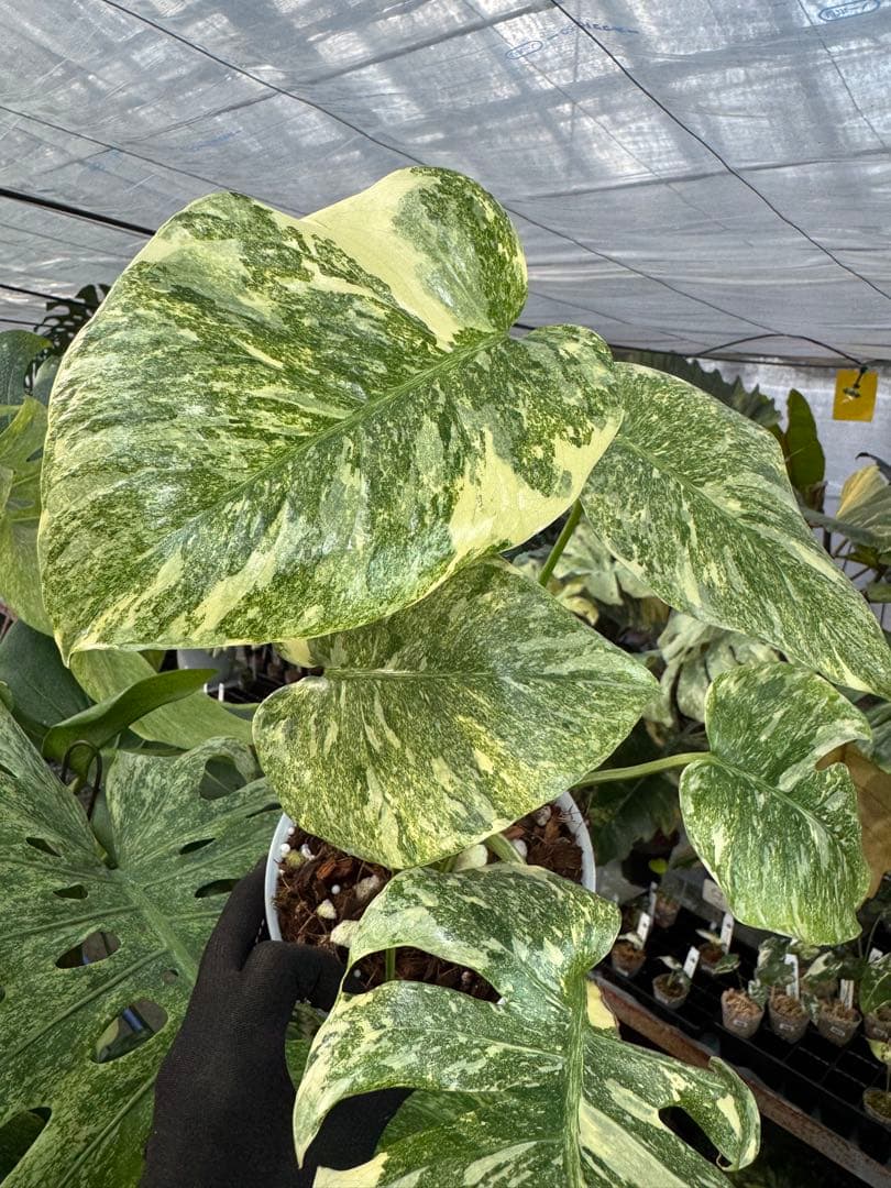 LG5 モンステラ　レガシー　美斑入り健康株