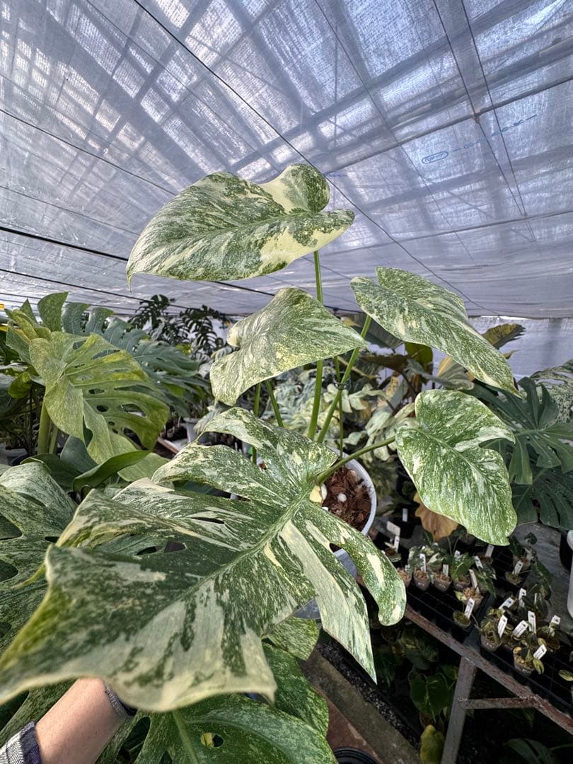 LG5 モンステラ　レガシー　美斑入り健康株