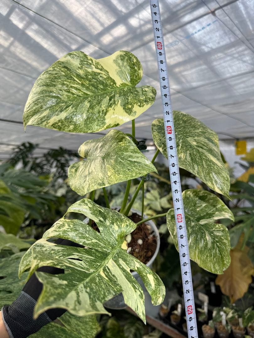 LG5 モンステラ　レガシー　美斑入り健康株