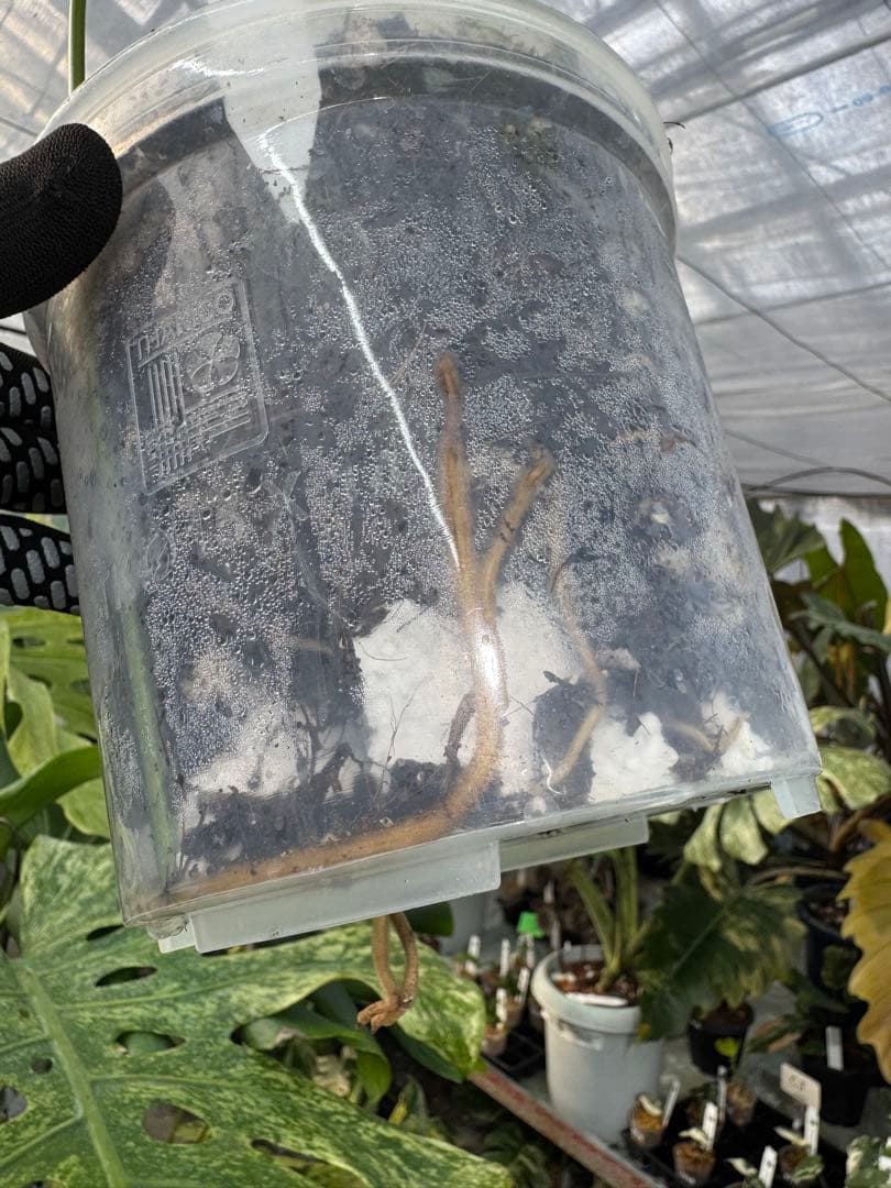 LG5 モンステラ　レガシー　美斑入り健康株