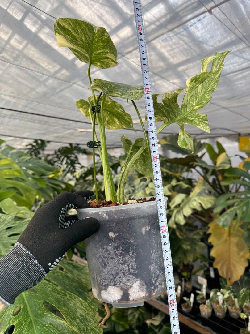 LG5 モンステラ　レガシー　美斑入り健康株