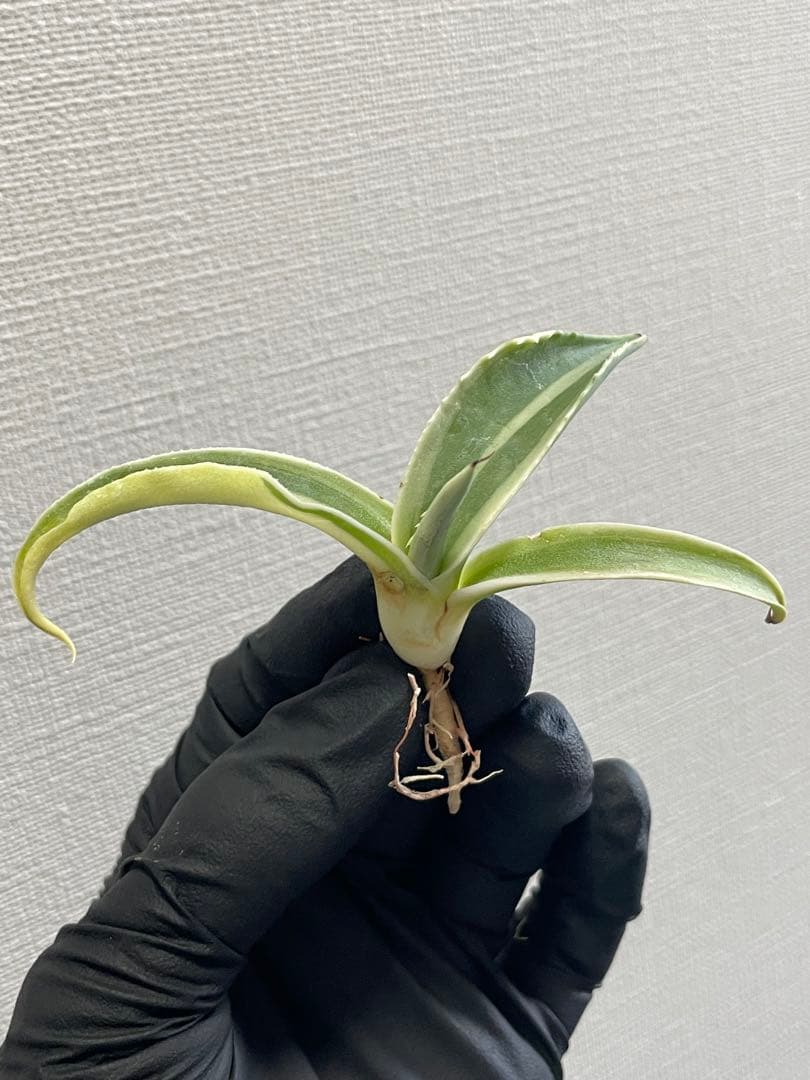 ②ジェレミー産 Hidden Agaveアガベ オバティフォリア モビーMoby