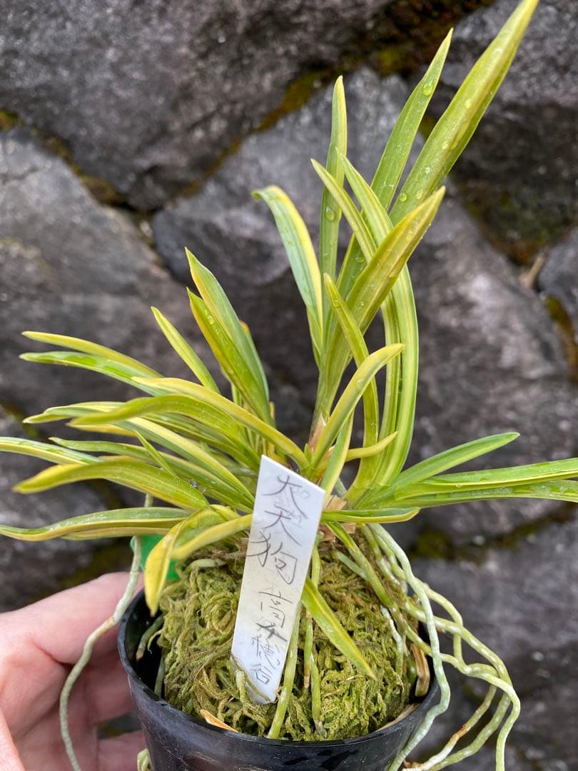 冨貴蘭　大天狗　高千穂産の縞覆輪株立ち　山野草　野生蘭