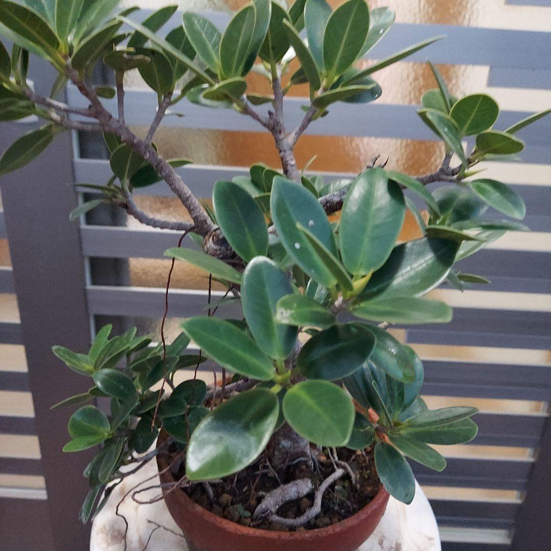 がじゅまる盆栽　No21 らくらくメルカリ便発送‼️