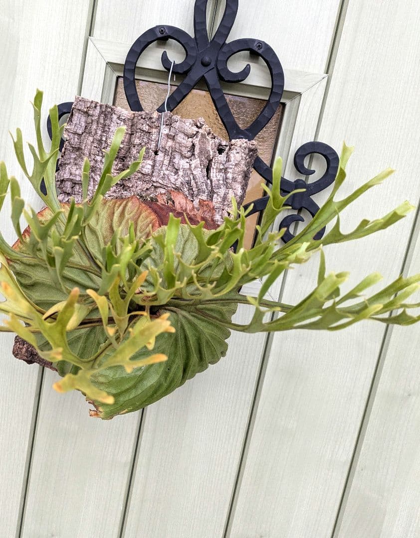 ビカクシダ☆ridleyi Nano× Pakarang☆リドレイナノ×パカラン