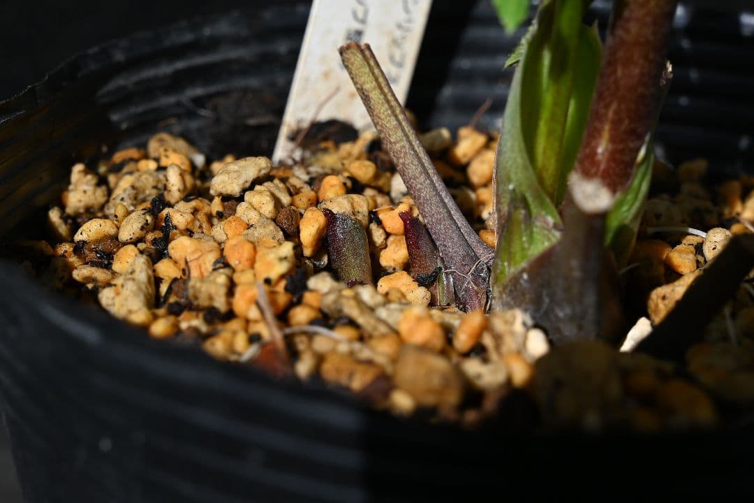 クリスマスローズ　最新花　ddグリーンリップ　加藤農園