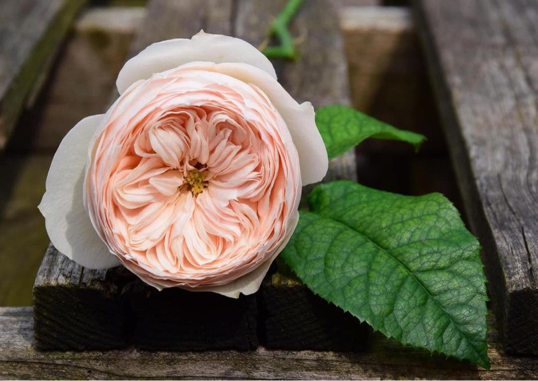 「さわ」切り花品種バラ苗　レアバラ