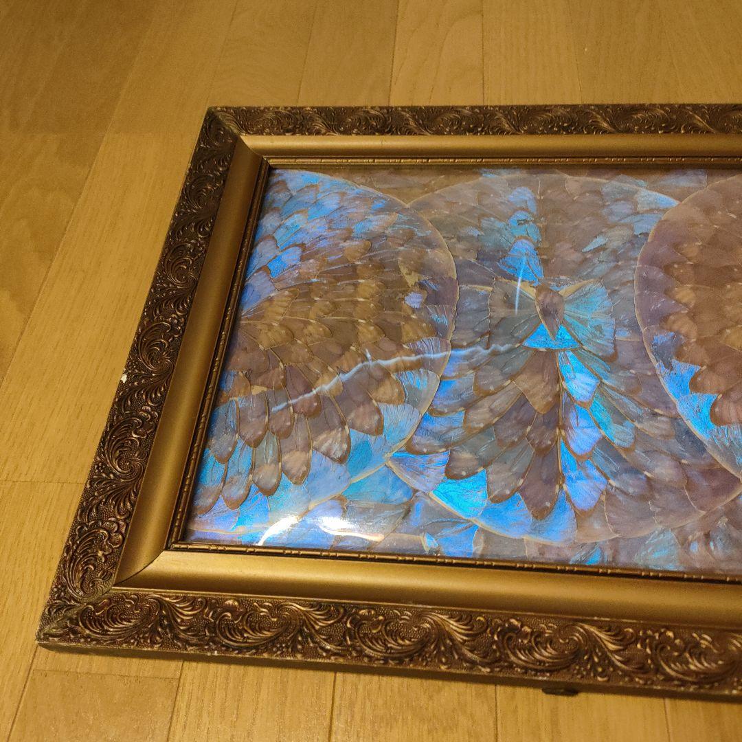 モルフォ蝶 額 蝶 インテリア アート 壁飾り 羽 額サイズ40×50cm