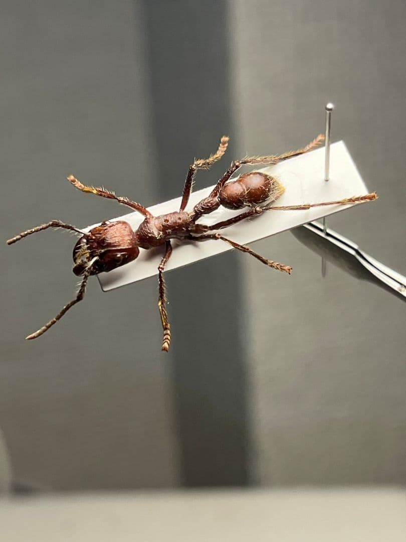 【24mm】パラポネラ アシナガアリ 標本いきもの大図鑑 蟻 クロオオアリ