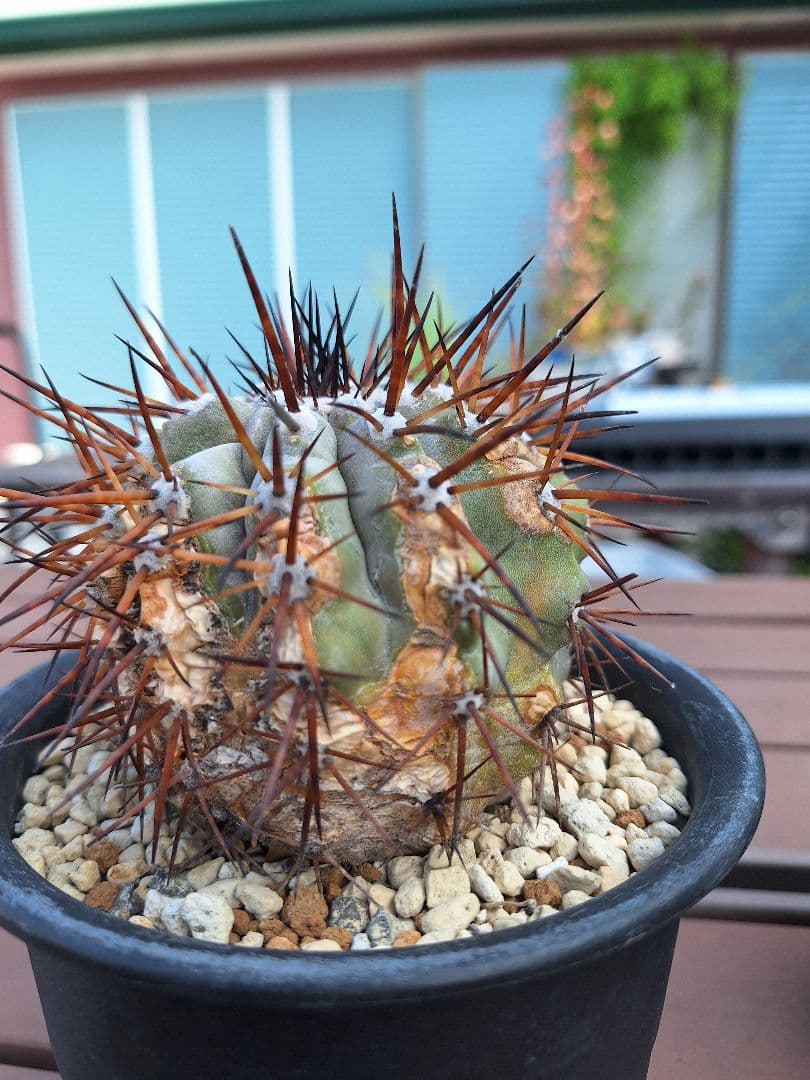 コピアポア　シネレア　黒王丸　copiapoa cinerea【傷や汚れあり】