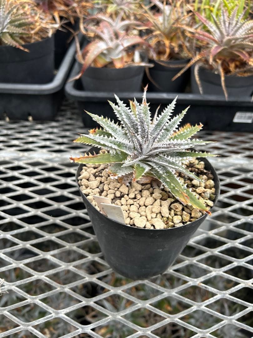 DBディッキア Dyckia Arizona x BS small #118 ⑸