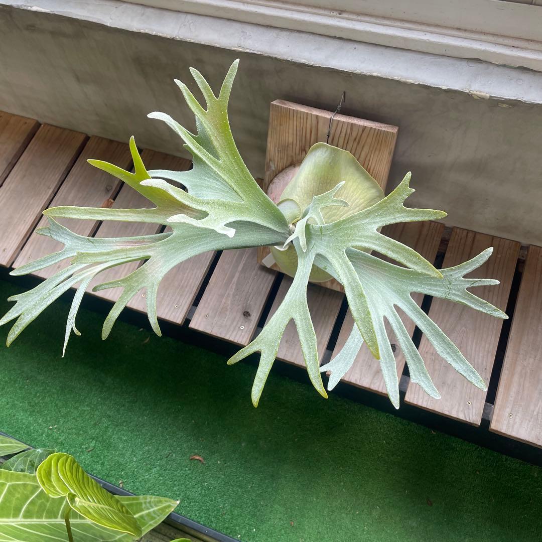 ビカクシダ P.Bifur sp white E-1 pup