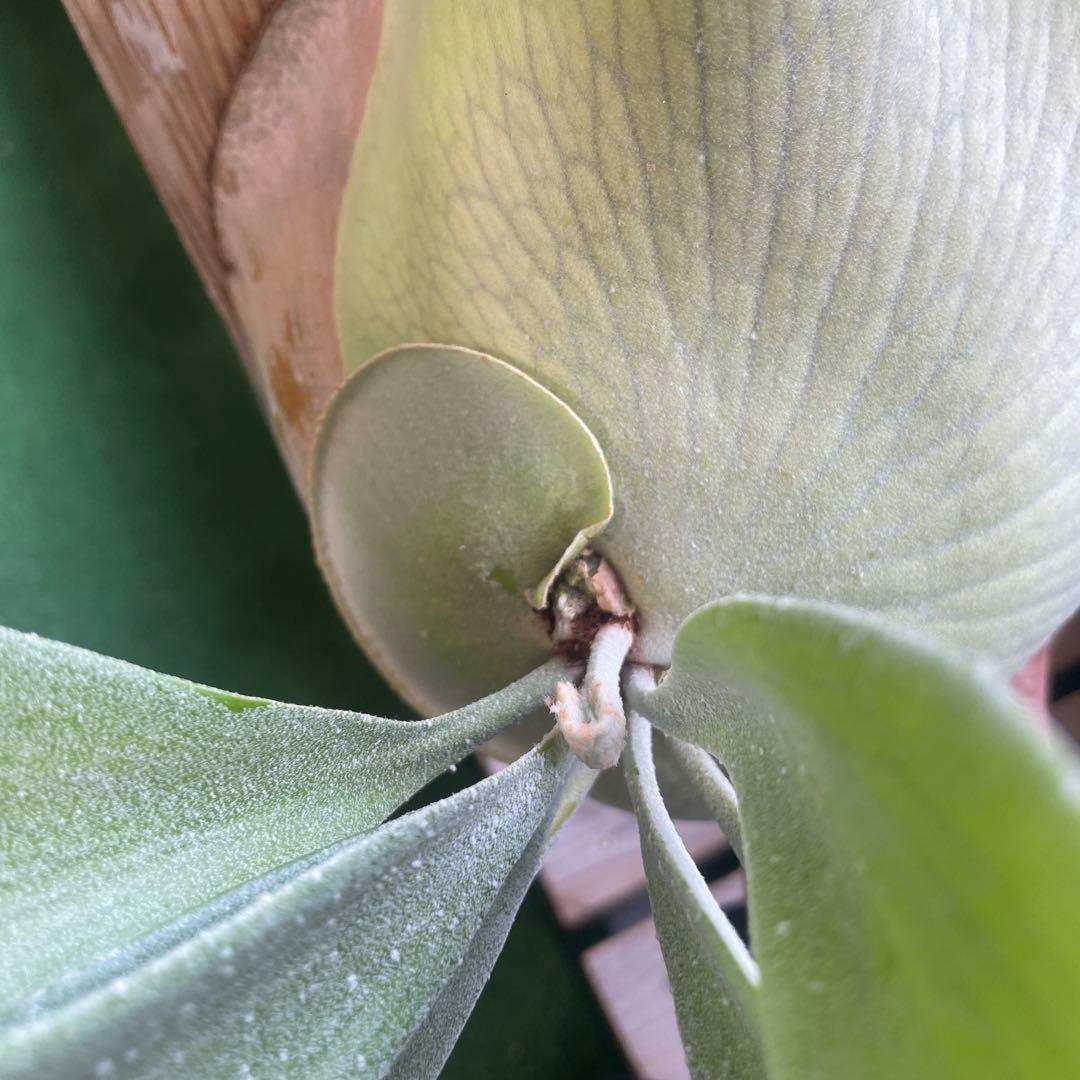 ビカクシダ P.Bifur sp white E-1 pup