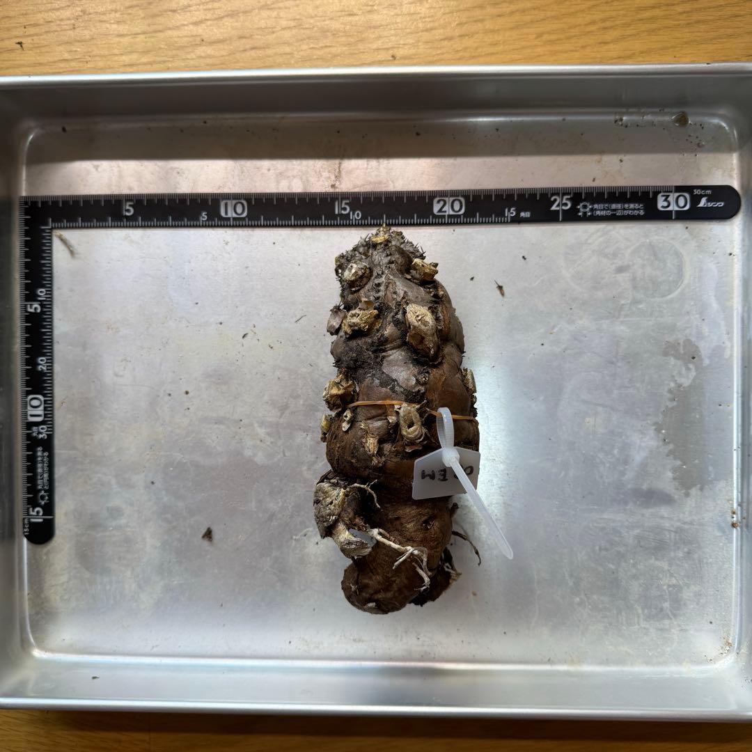 k*༅様 ユーフォルビア ムランジーナ 現地球 葉有り 輸入即出品 08EM