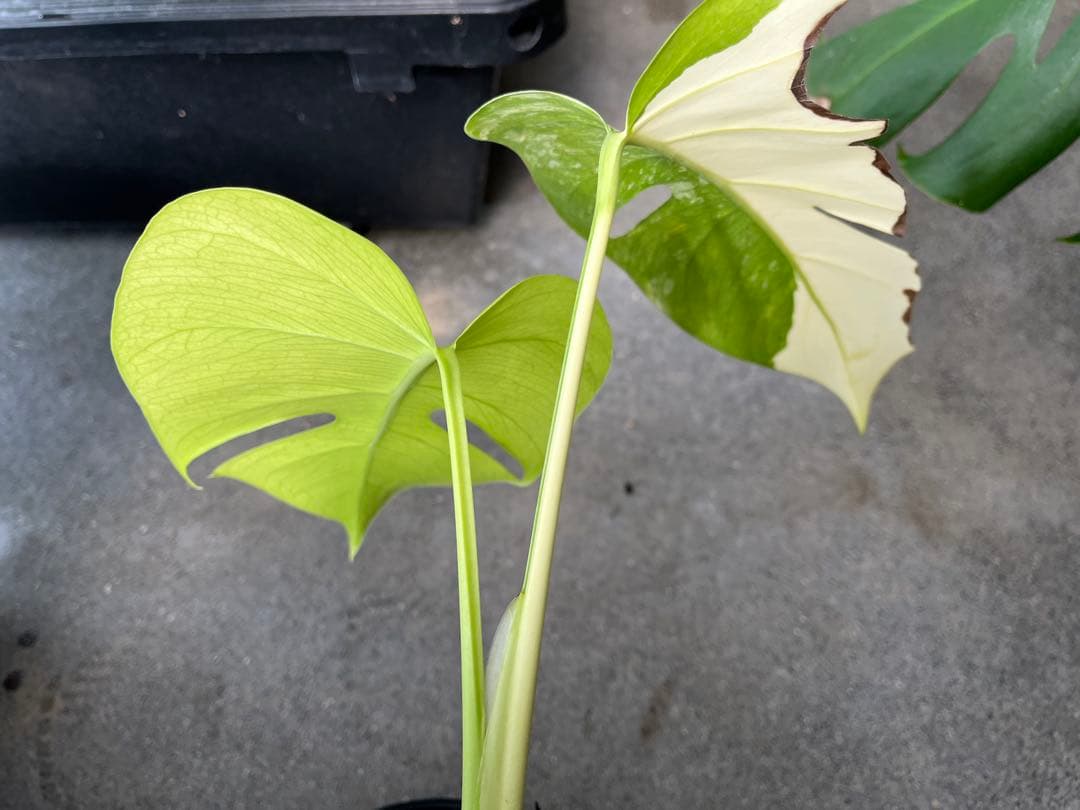 モンステラ デリシオーサ ミント 検索 ミント斑 セブブルーミント 実生