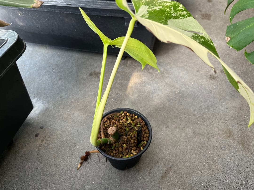 モンステラ デリシオーサ ミント 検索 ミント斑 セブブルーミント 実生