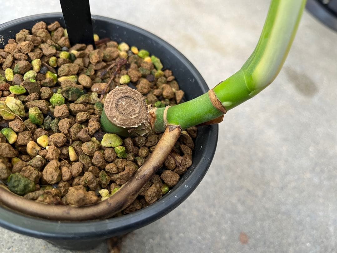 モンステラ デリシオーサ ミント 検索 ミント斑 セブブルーミント 実生