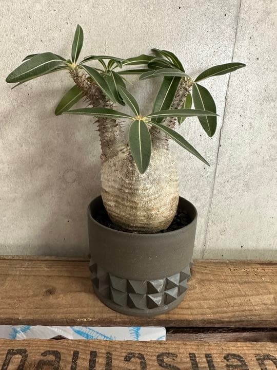 Botanize限定鉢×グラキリス