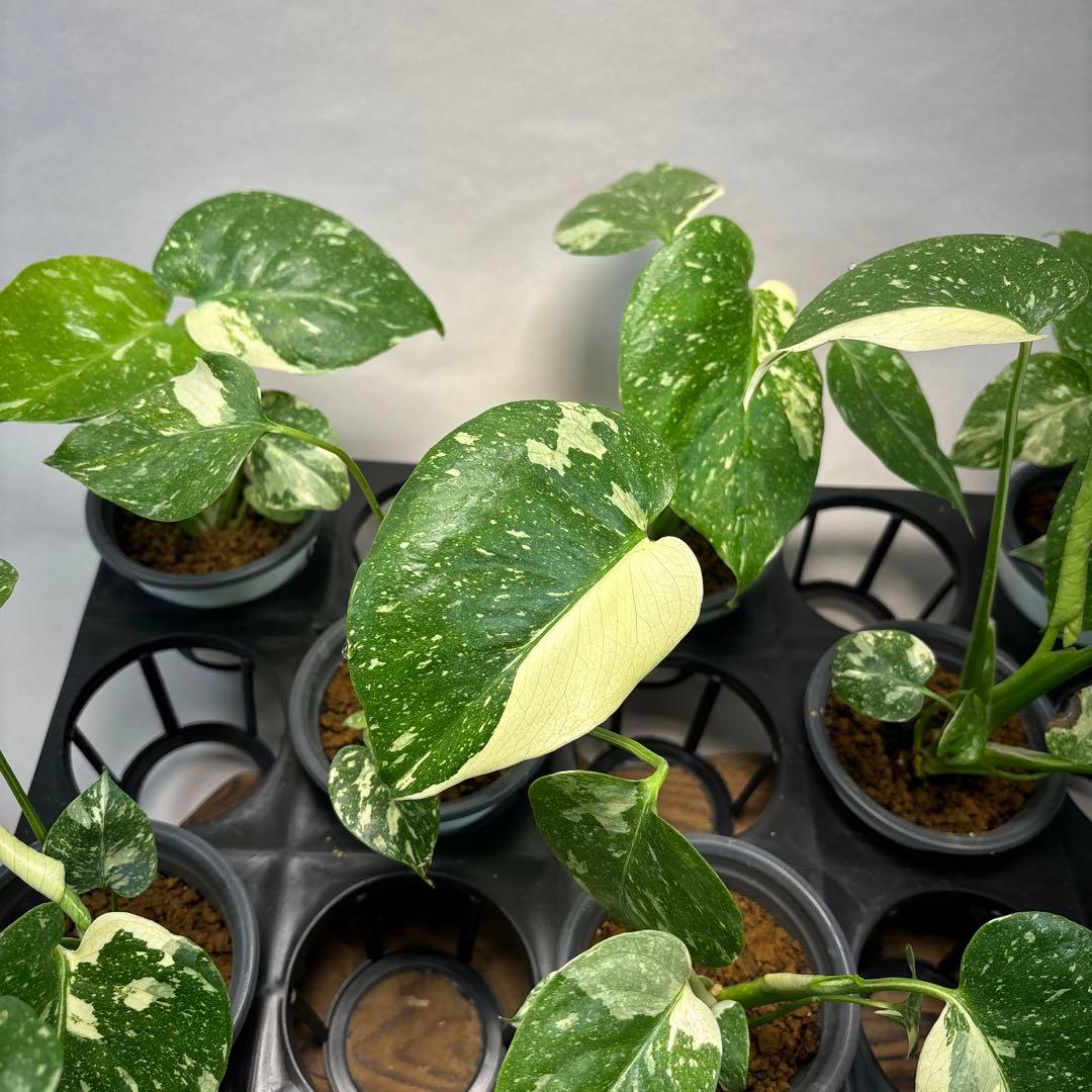 r*8様 10株セットMS134【特別選抜】モンステラ・タイコンステレーション