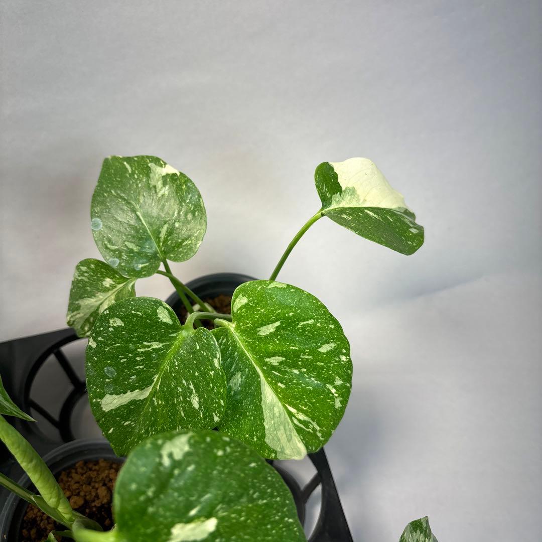 r*8様 10株セットMS134【特別選抜】モンステラ・タイコンステレーション