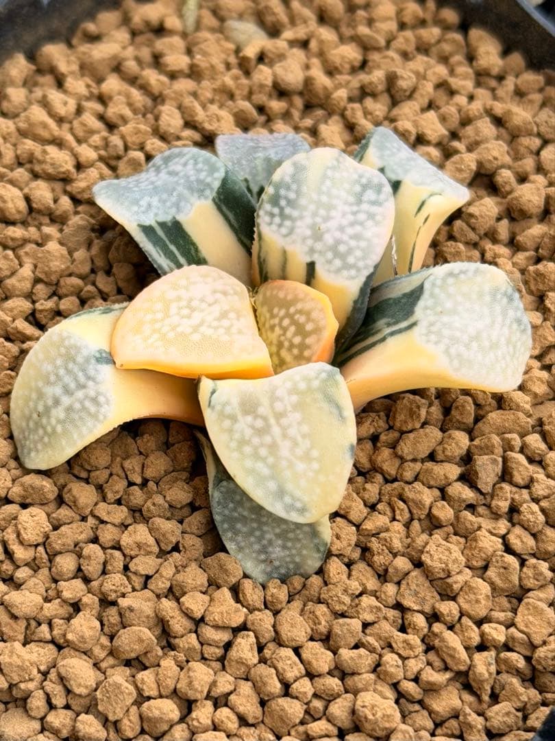 ハオルチア　グロエネワルディ錦　極上斑