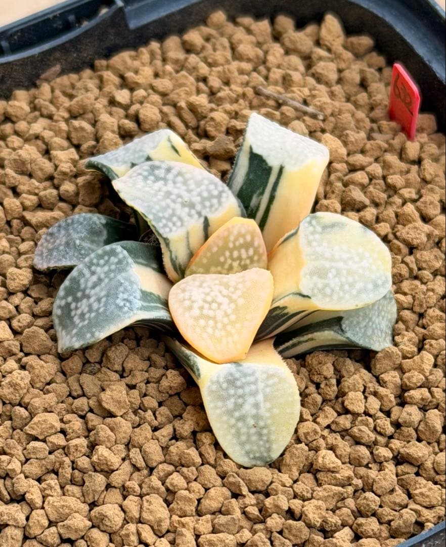 ハオルチア　グロエネワルディ錦　極上斑