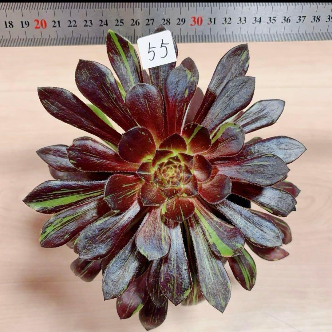 55#多肉植物アエオニウム錦 ❤️水墨丹青錦❤️1大頭3子芽22cm 拔き苗