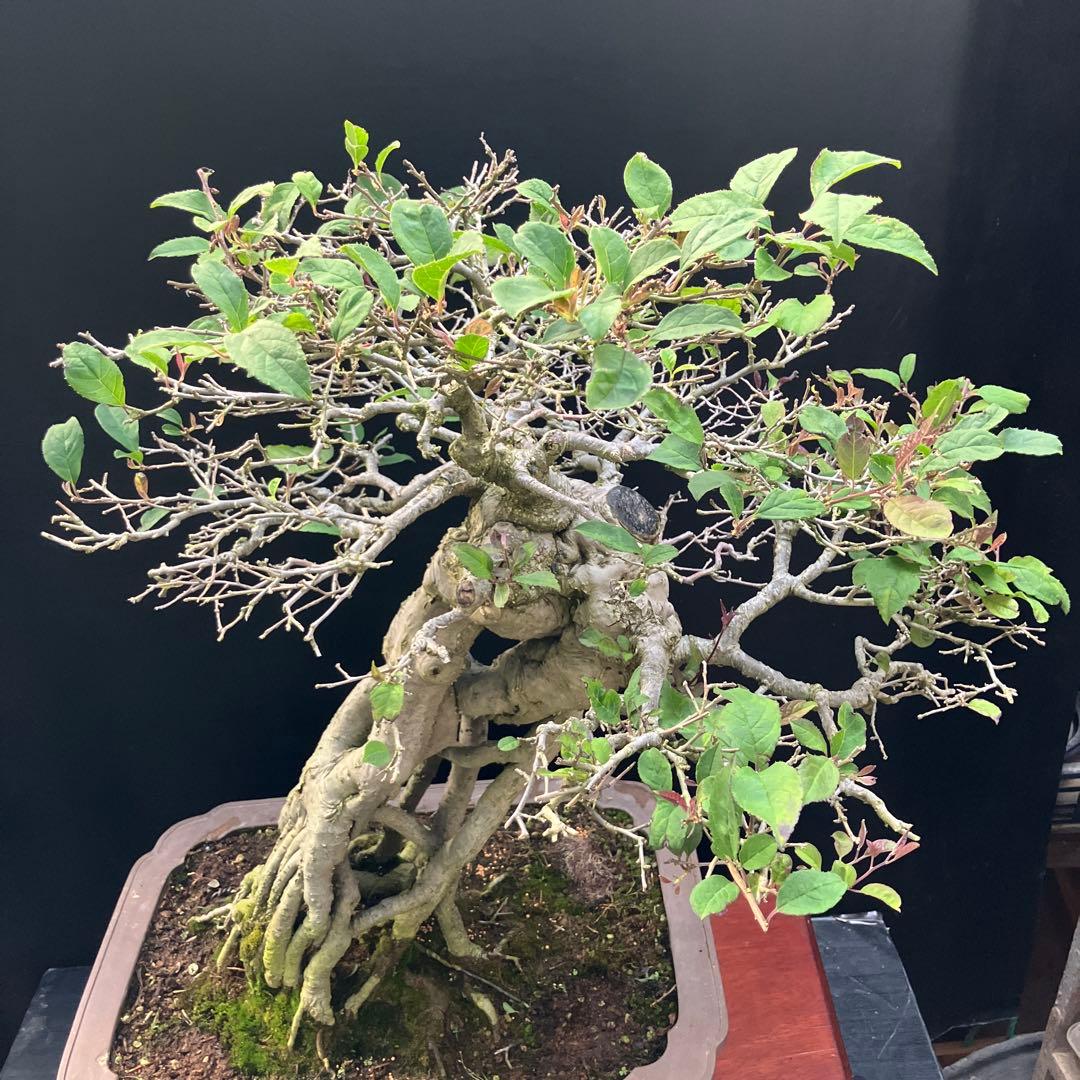 ウメモドキ 盆栽