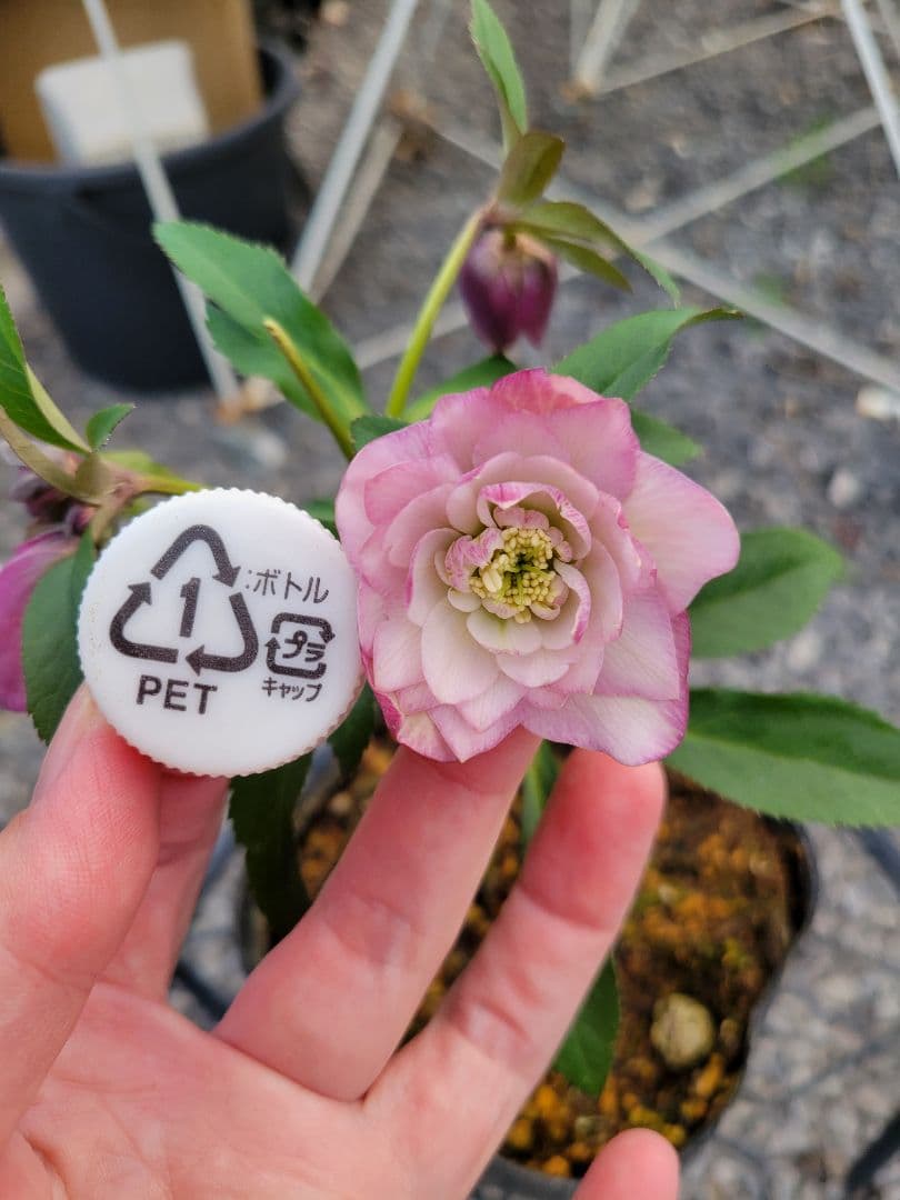 横山園芸　クリスマスローズ　小輪　ピンクダブル