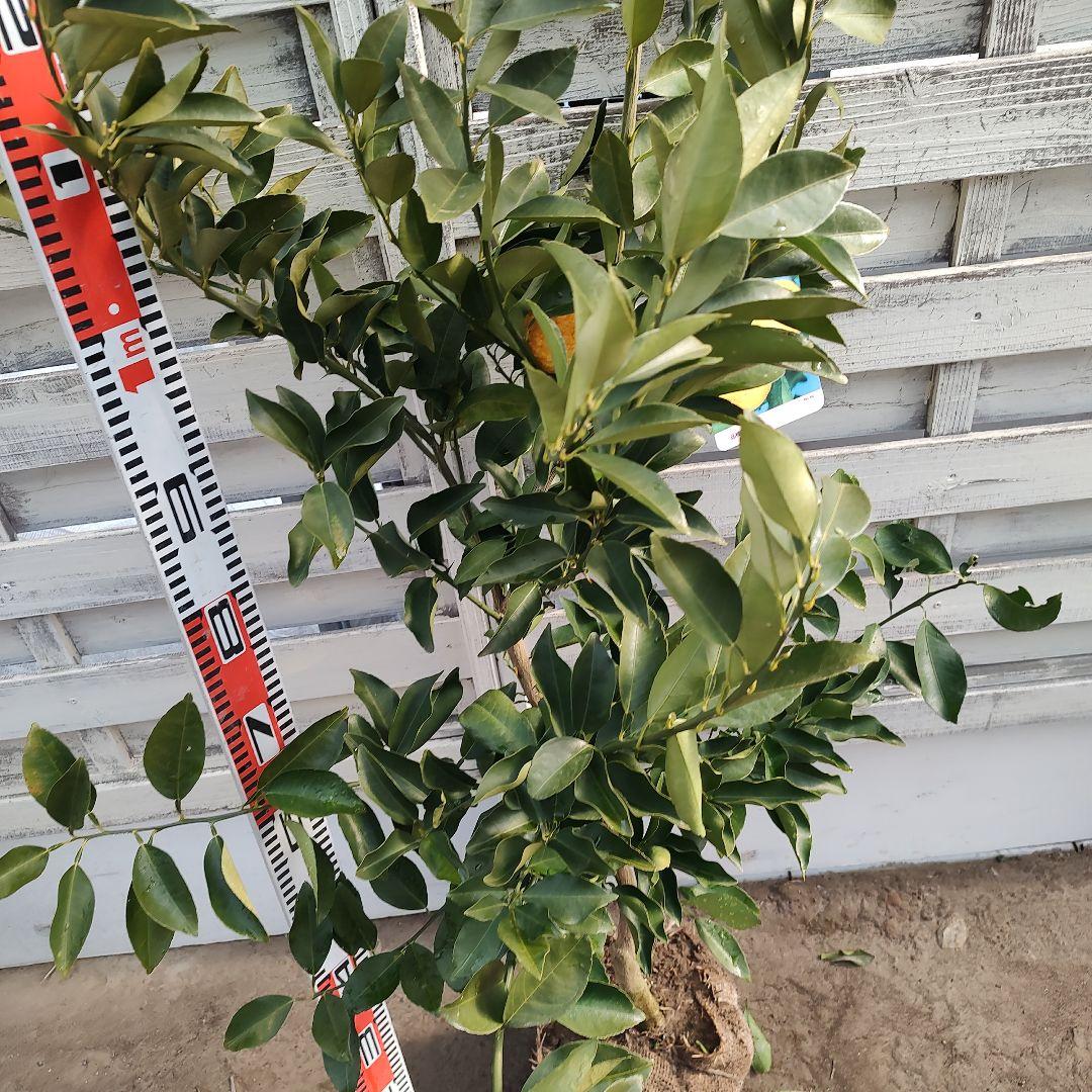 花柚子 3年生 大苗