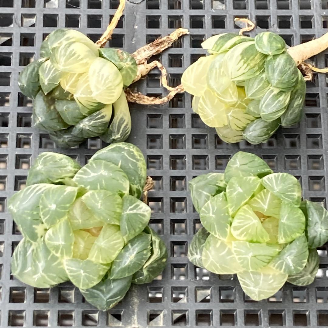 ハオルチア　韓国苗　ブラックオブツーサ錦　多肉植物　ポコ多肉