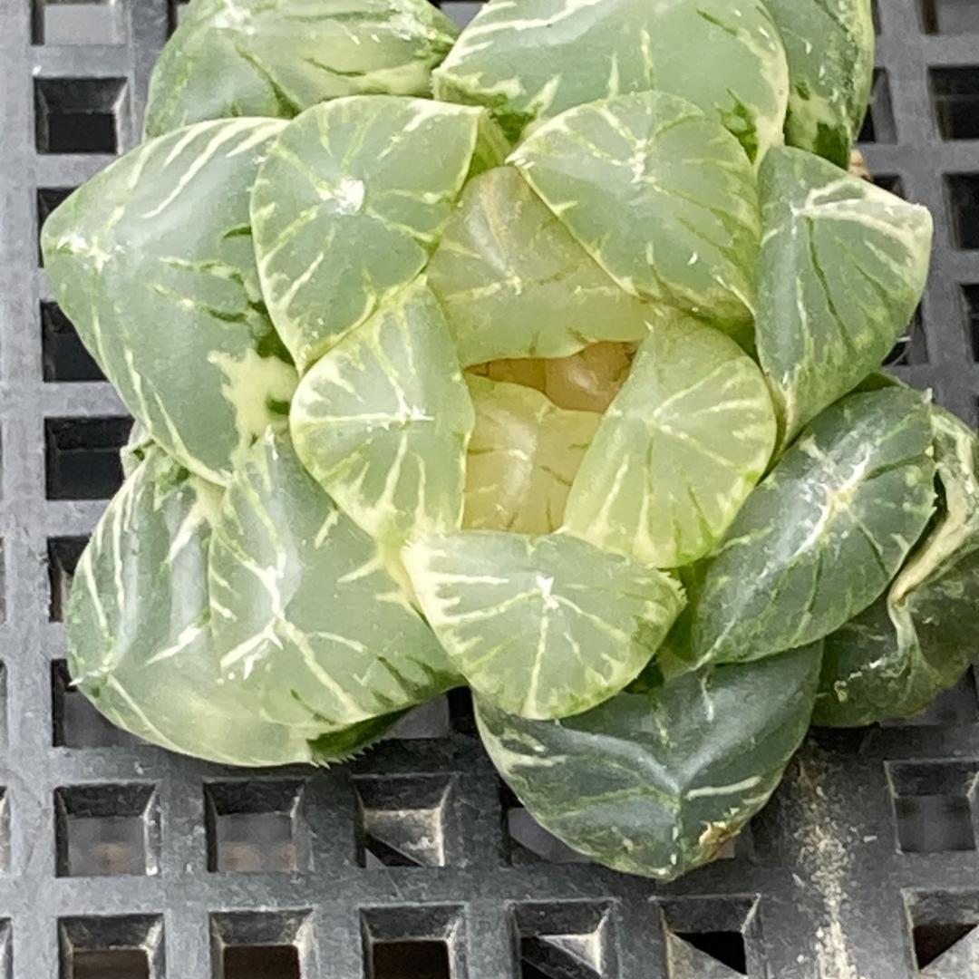 ハオルチア　韓国苗　ブラックオブツーサ錦　多肉植物　ポコ多肉