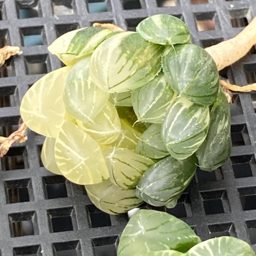 ハオルチア　韓国苗　ブラックオブツーサ錦　多肉植物　ポコ多肉