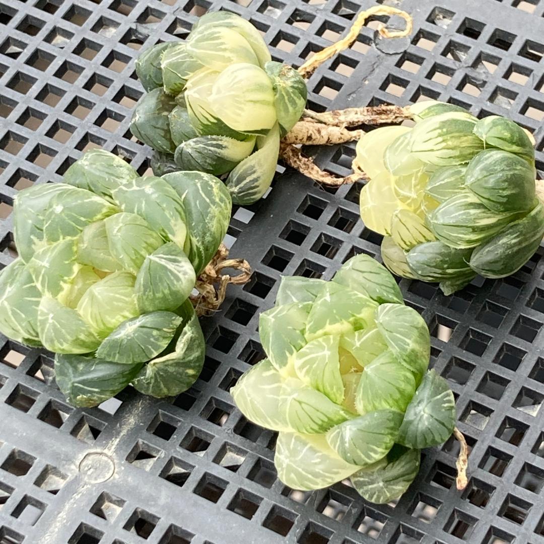 ハオルチア　韓国苗　ブラックオブツーサ錦　多肉植物　ポコ多肉