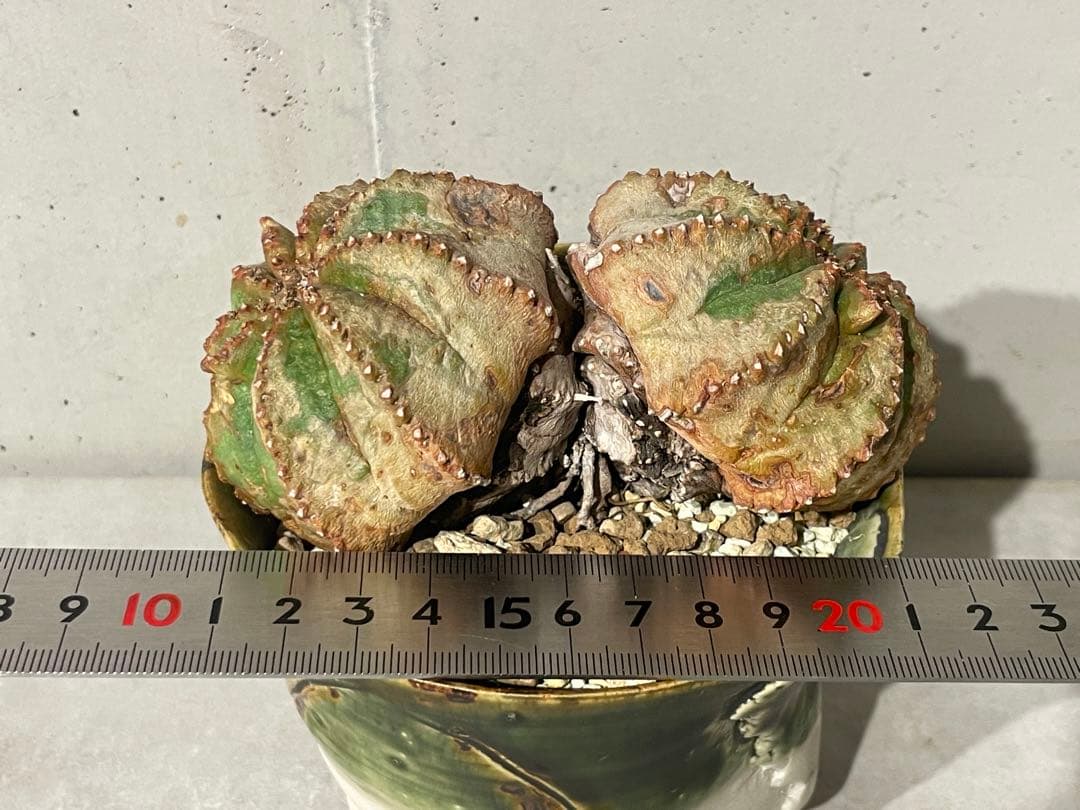 ■ユーフォルビア オベサ モンスト 綴化 11.5cm/ダブルヘッド■極上木化株