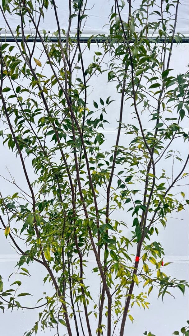 超特大サイズ 細く美しく繊細な樹形 ハイノキ 株立 715 樹高2.7m位