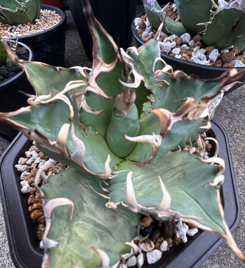 アガベ oaxaca oteroi 現地実生 オアハカ オテロイ ウネウネ