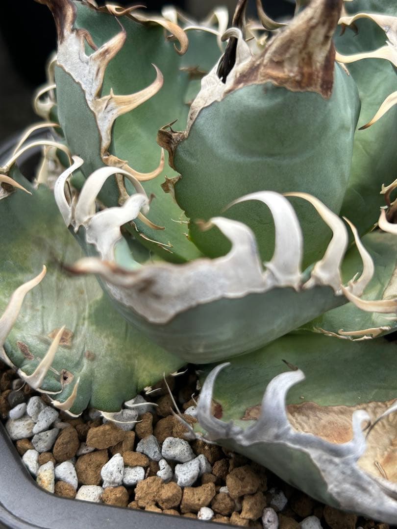アガベ oaxaca oteroi 現地実生 オアハカ オテロイ ウネウネ