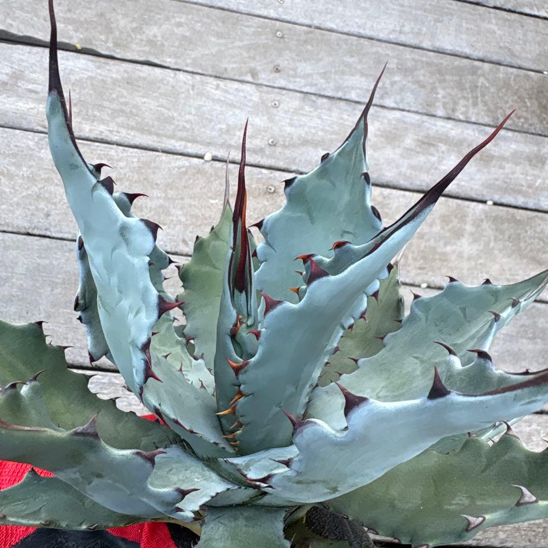 アガベ コロラータ　陽炎