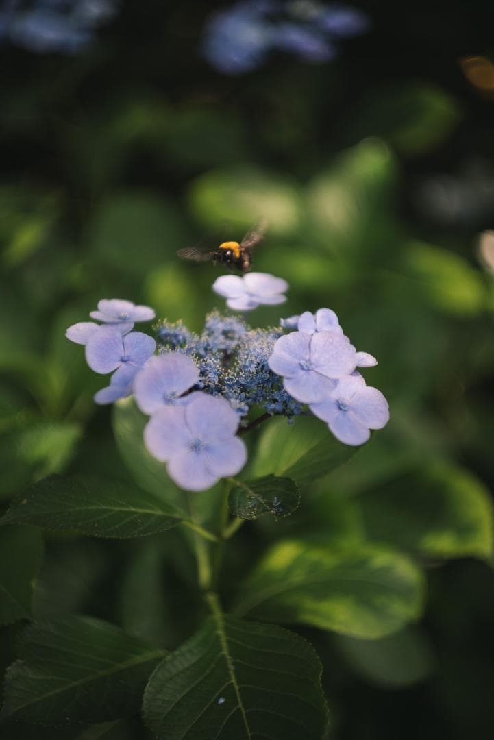 山崎磨き！Leica Summarit 50mm f1.5 オールドレンズ