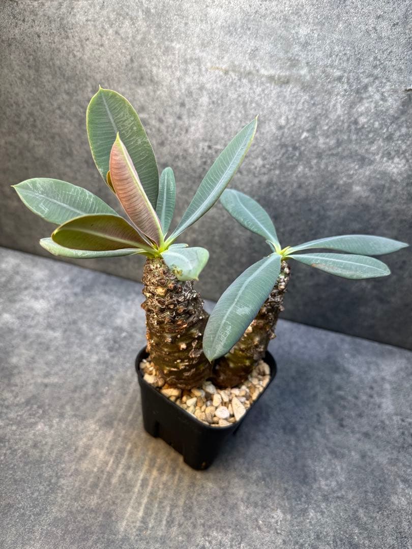 ユーフォルビア　パキポディオイデス　現地球　発根済み　多頭　二頭　現20