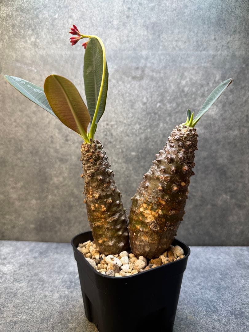 ユーフォルビア　パキポディオイデス　現地球　発根済み　多頭　二頭　現20