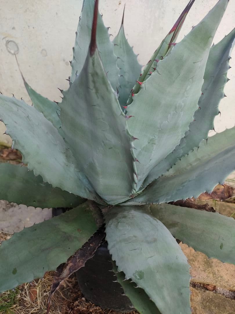 アガベ　パリー　ハイブリッド