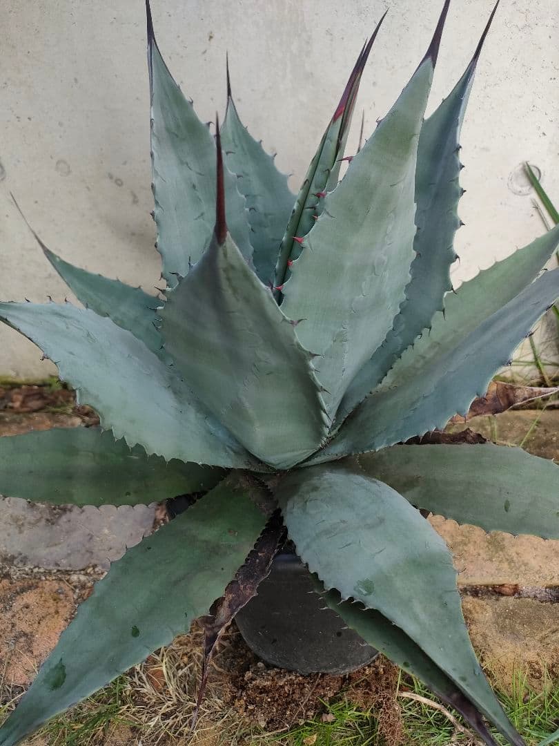 アガベ　パリー　ハイブリッド