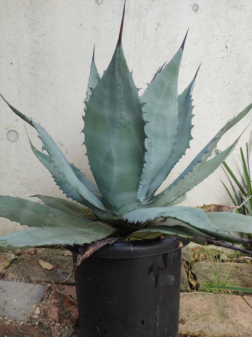 アガベ　パリー　ハイブリッド