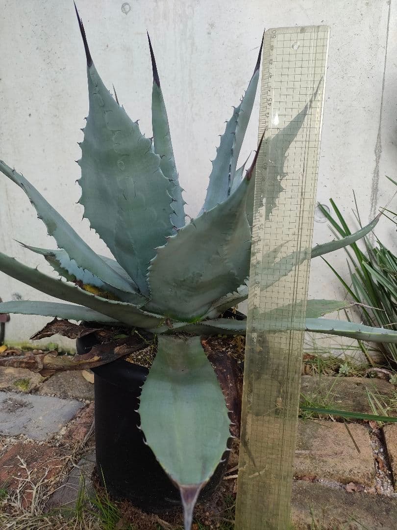 アガベ　パリー　ハイブリッド